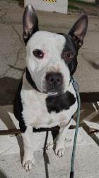 Lost Male Dog last seen 60th Street, Oakland, CA 94608