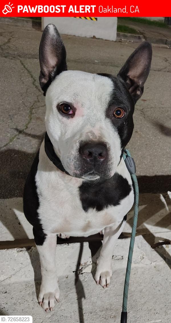 Lost Male Dog last seen 60th Street, Oakland, CA 94608