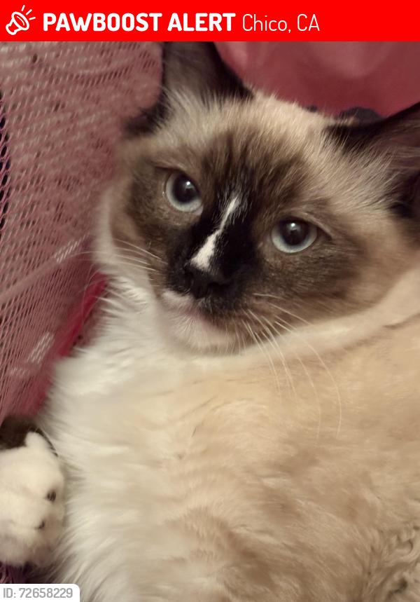 Lost Male Cat last seen Forest , Chico, CA 95928