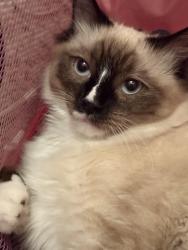 Lost Male Cat last seen Forest , Chico, CA 95928