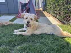 Found/Stray Male Dog last seen Hesby and Morella, Los Angeles, CA 91423