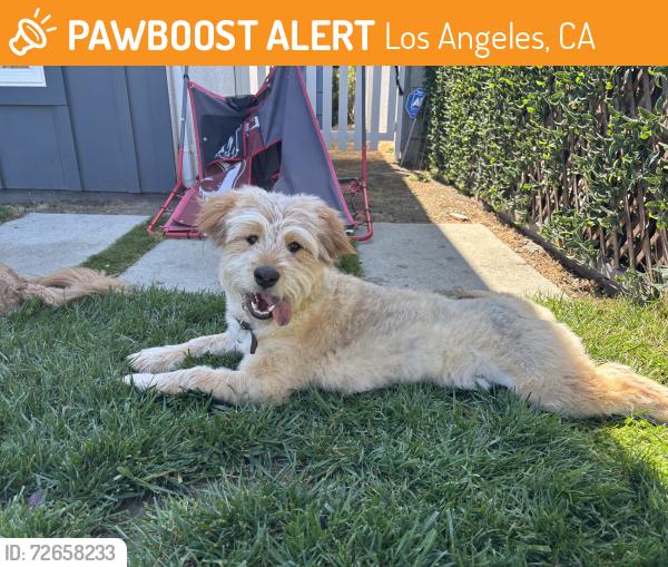 Found/Stray Male Dog last seen Hesby and Morella, Los Angeles, CA 91423