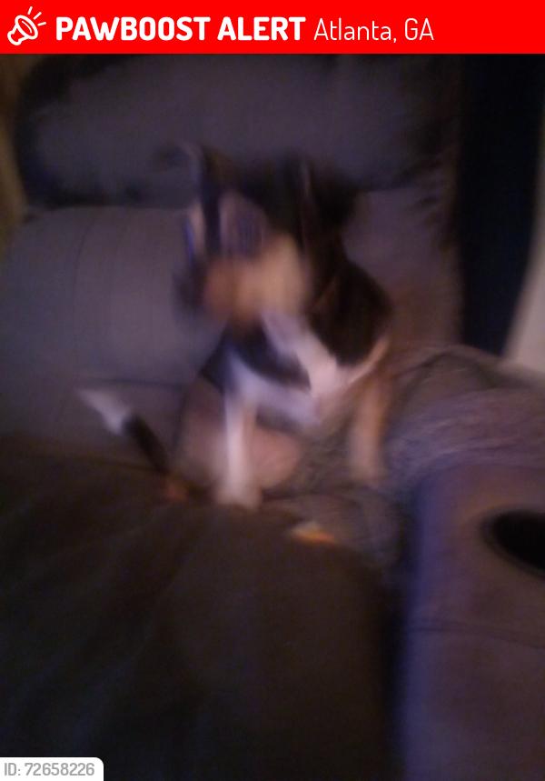 Lost Female Dog last seen Mercedes will last seen by the landmark Texaco, Phillis station and south bean park, Atlanta, GA 30303
