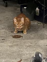 Found/Stray Male Cat last seen Midway down Ave C, Bokeelia to maybe Ave D, Pine Island Center, FL 33922
