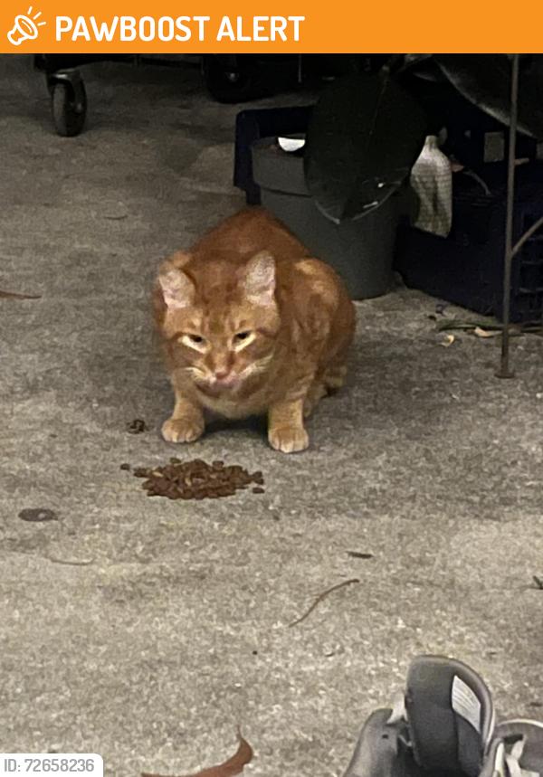 Found/Stray Male Cat last seen Midway down Ave C, Bokeelia to maybe Ave D, Pine Island Center, FL 33922
