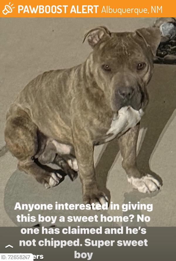 Found/Stray Male Dog last seen San Leon St, Albuquerque, NM 87121