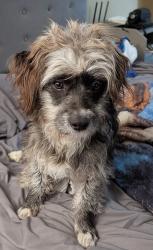 Found/Stray Male Dog last seen Baseline and state street at the high school, San Bernardino, CA 92411