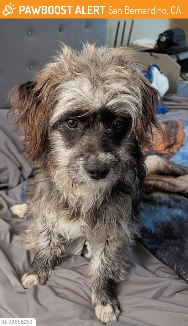 Found/Stray Male Dog last seen Baseline and state street at the high school, San Bernardino, CA 92411
