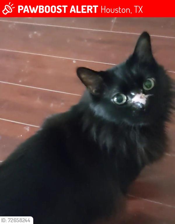 Lost Male Cat last seen Norton Dr. and Lazy Spring Dr. in Holley Terrace, Houston, TX 77080