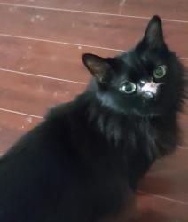 Lost Male Cat last seen Norton Dr. and Lazy Spring Dr. in Holley Terrace, Houston, TX 77080