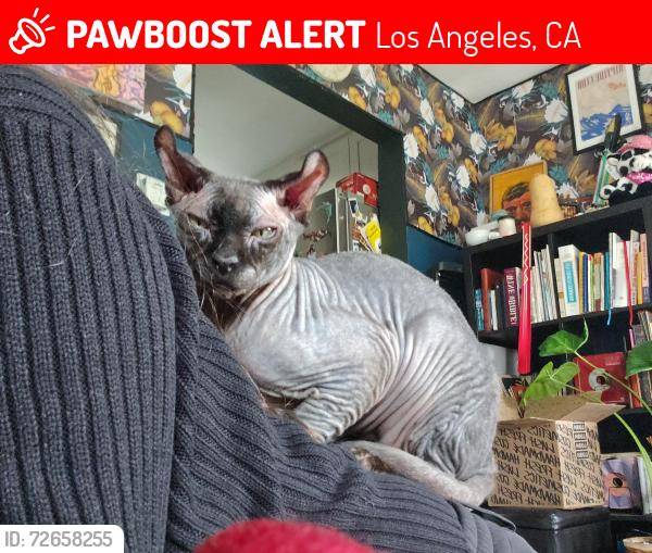 Lost Male Cat last seen W 52 st, Los Angeles, CA 90062