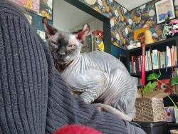 Lost Male Cat last seen W 52 st, Los Angeles, CA 90062