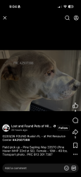 Lost Female Dog last seen Ruskin , Ruskin, FL 33570