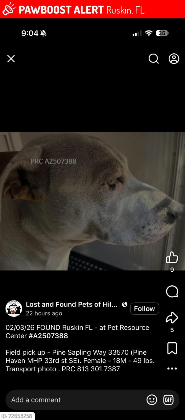 Lost Female Dog last seen Ruskin , Ruskin, FL 33570