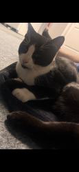 Lost Male Cat last seen Nearest landmarks are Delago Park and Walmart, Tulare, CA 93274