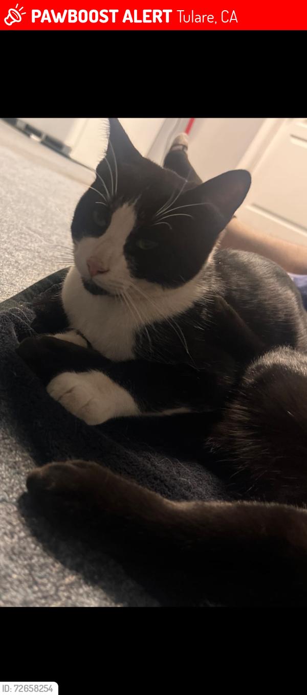Lost Male Cat last seen Nearest landmarks are Delago Park and Walmart, Tulare, CA 93274