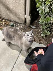 Found/Stray Unknown Cat last seen Washington, Murrieta, CA 92562
