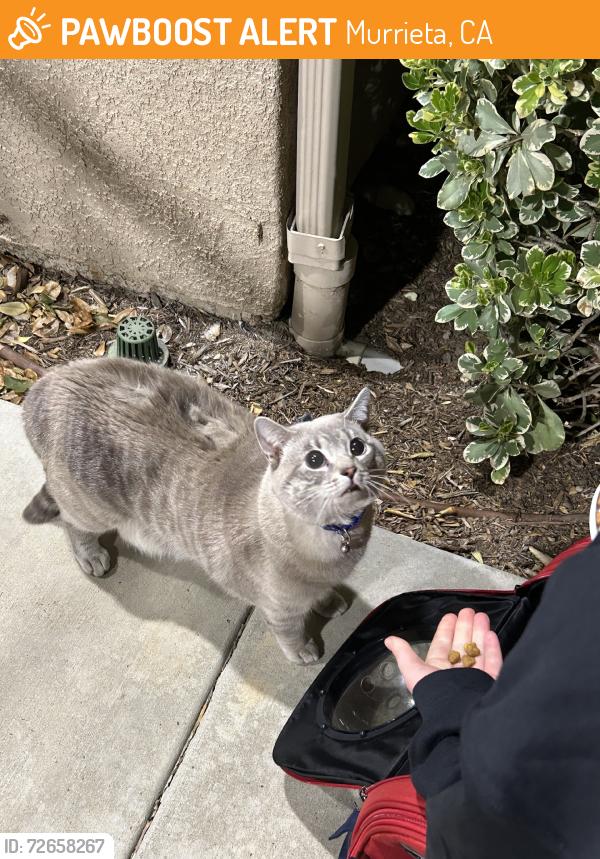 Found/Stray Unknown Cat last seen Washington, Murrieta, CA 92562