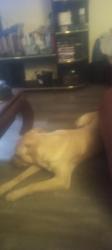 Lost Male Dog last seen Alanta, Tulsa, OK 74104