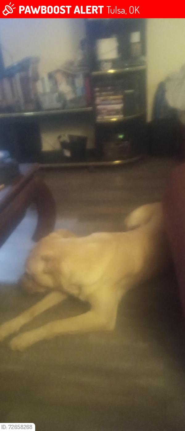 Lost Male Dog last seen Alanta, Tulsa, OK 74104