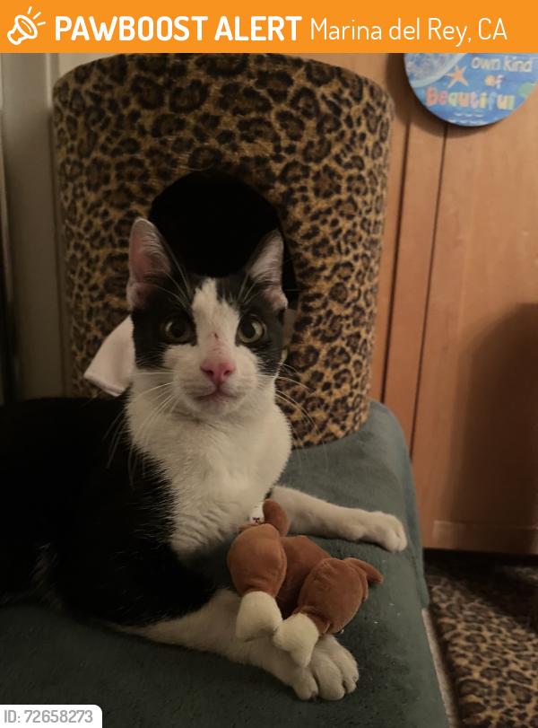 Found/Stray Male Cat last seen Tahiti Way and Via Marina, Marina del Rey, CA 90292