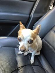 Found/Stray Female Dog last seen Shadow bay near hses and Forrest , Kissimmee, FL 34741