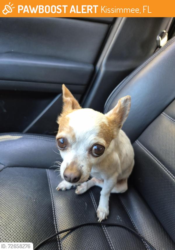Found/Stray Female Dog last seen Shadow bay near hses and Forrest , Kissimmee, FL 34741