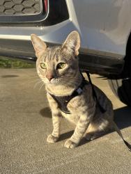 Lost Male Cat last seen nipomo elemntrary school, Nipomo, CA 93444