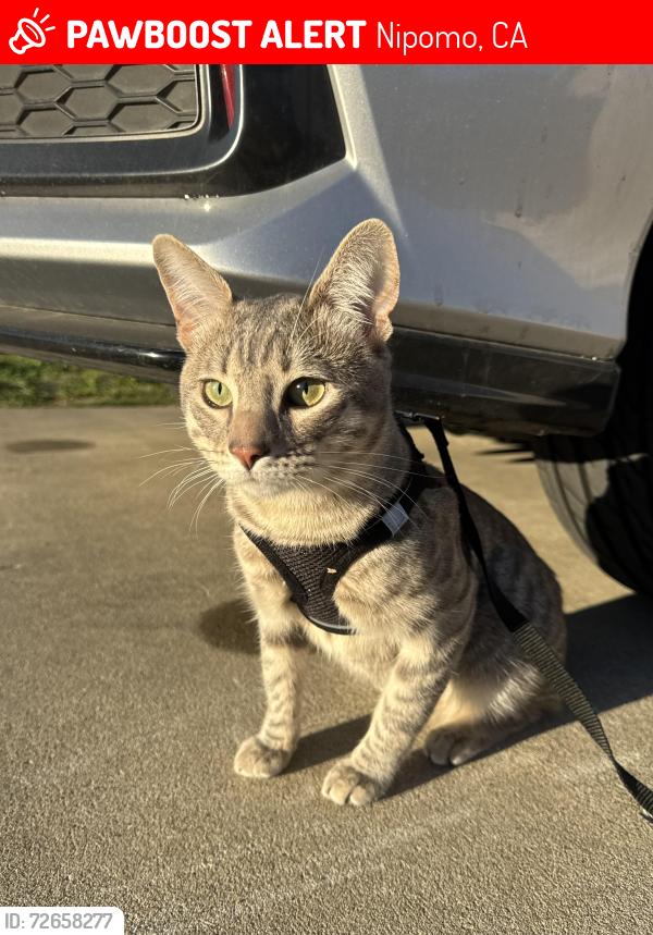 Lost Male Cat last seen nipomo elemntrary school, Nipomo, CA 93444