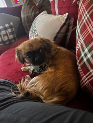 Lost Female Dog last seen Paradise court neighborhood, Visalia, CA 93277