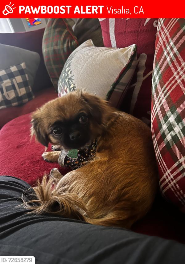 Lost Female Dog last seen Paradise court neighborhood, Visalia, CA 93277