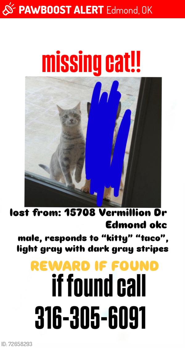 Lost Male Cat last seen Near Vermillion Dr Edmond ok 73013, Edmond, OK 73013