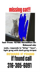 Lost Male Cat last seen Near Vermillion Dr Edmond ok 73013, Edmond, OK 73013
