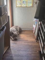 Lost Male Dog last seen McLeansville , McLeansville, NC 27301