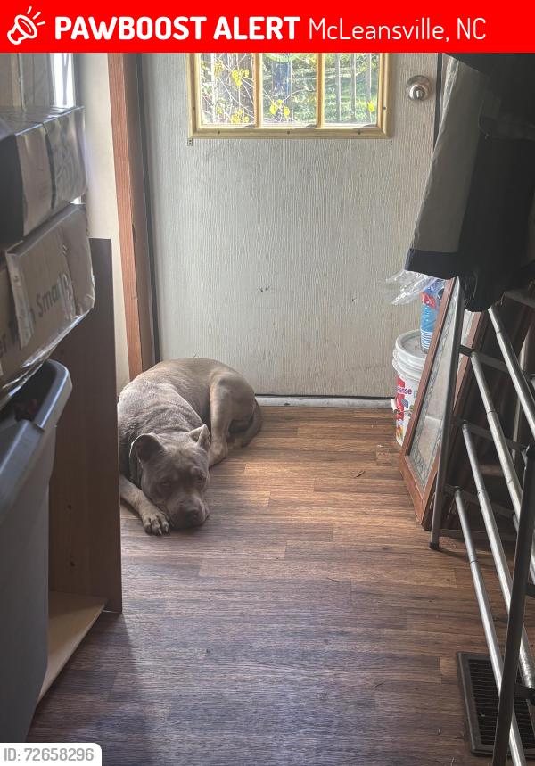 Lost Male Dog last seen McLeansville , McLeansville, NC 27301