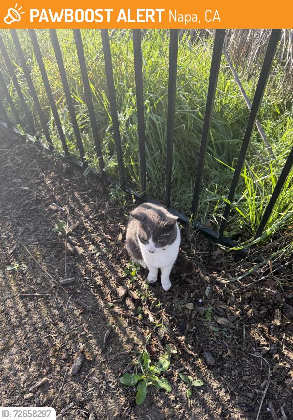 Found/Stray Female Cat last seen Jefferson St e Imola Av, Napa, CA 94559