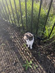 Found/Stray Female Cat last seen Jefferson St e Imola Av, Napa, CA 94559