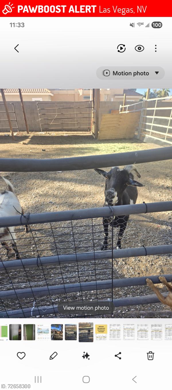 Lost Male Other last seen Gowen and Decatur , Las Vegas, NV 89130