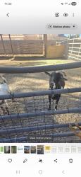 Lost Male Other last seen Gowen and Decatur , Las Vegas, NV 89130