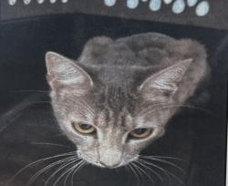 Lost Female Cat last seen Fairmount & Hawthorne , Dallas, TX 75219