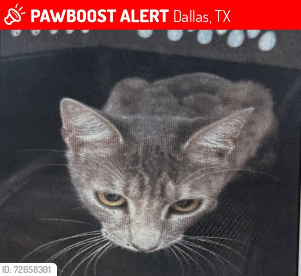 Lost Female Cat last seen Fairmount & Hawthorne , Dallas, TX 75219