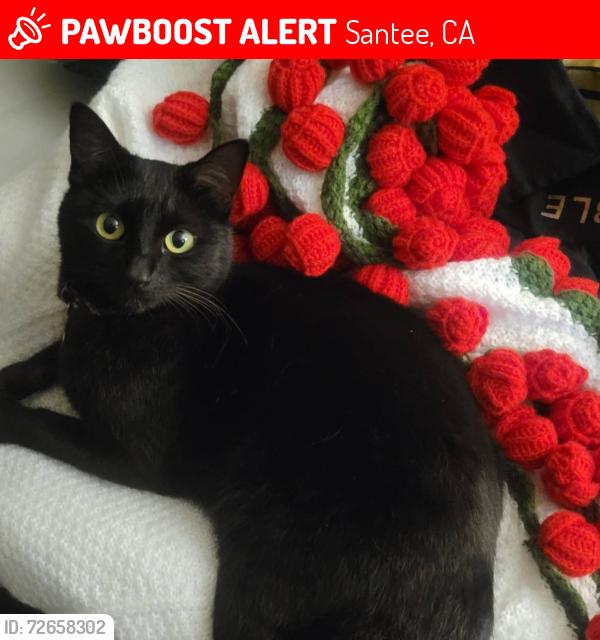 Lost Female Cat last seen She was at our apmt complex which is Creekside apmts. Near the street of Woodside Ave. She was at the front door of our apmt before she ran off., Santee, CA 92071