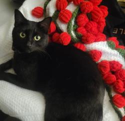Lost Female Cat last seen She was at our apmt complex which is Creekside apmts. Near the street of Woodside Ave. She was at the front door of our apmt before she ran off., Santee, CA 92071