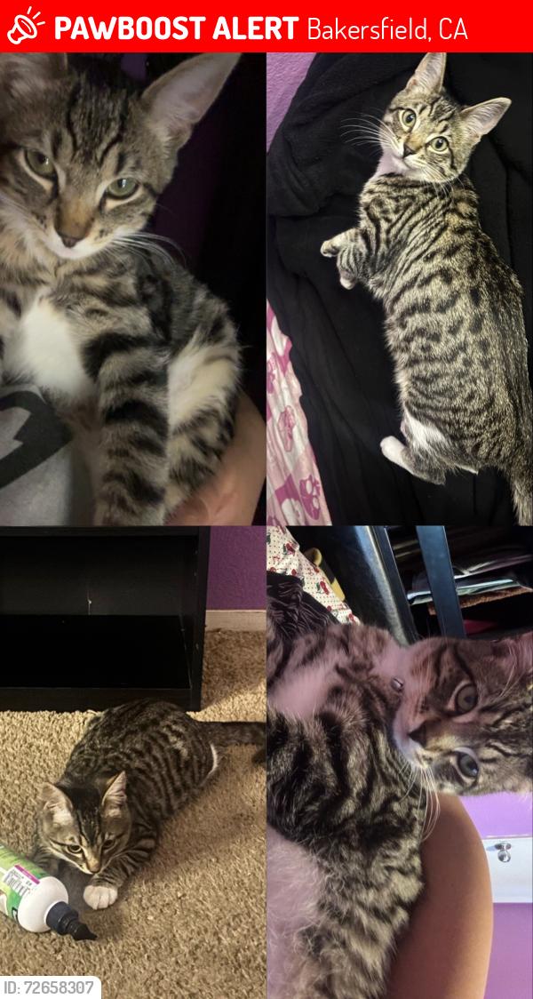 Lost Male Cat last seen Monitor and Panama Lane, Bakersfield, CA 93307
