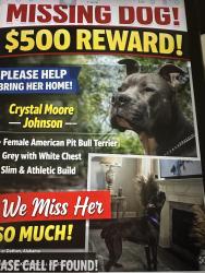 Lost Female Dog last seen Sandpiper lane Dothan Alabama , Dothan, AL 36301