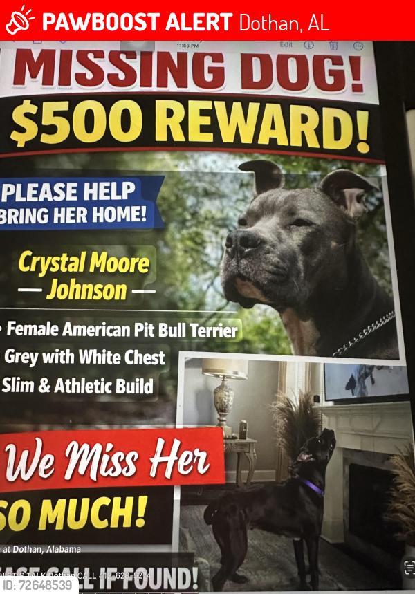 Lost Female Dog last seen Sandpiper lane Dothan Alabama , Dothan, AL 36301