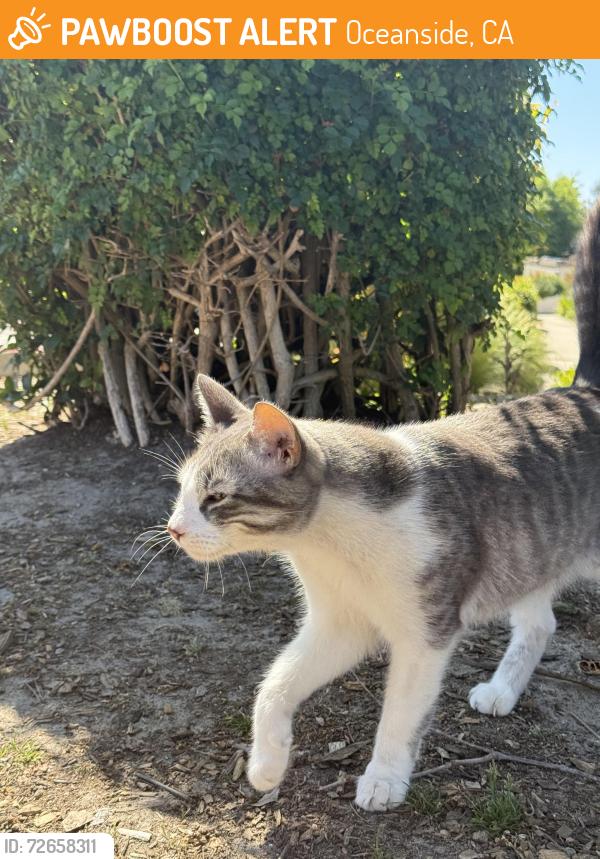 Found/Stray Unknown Cat last seen Collage and vista way, Oceanside, CA 92056