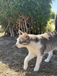 Found/Stray Unknown Cat last seen Collage and vista way, Oceanside, CA 92056