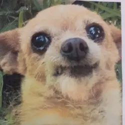 Lost Female Dog last seen Antonia place Riverside Ca, Riverside, CA 92509