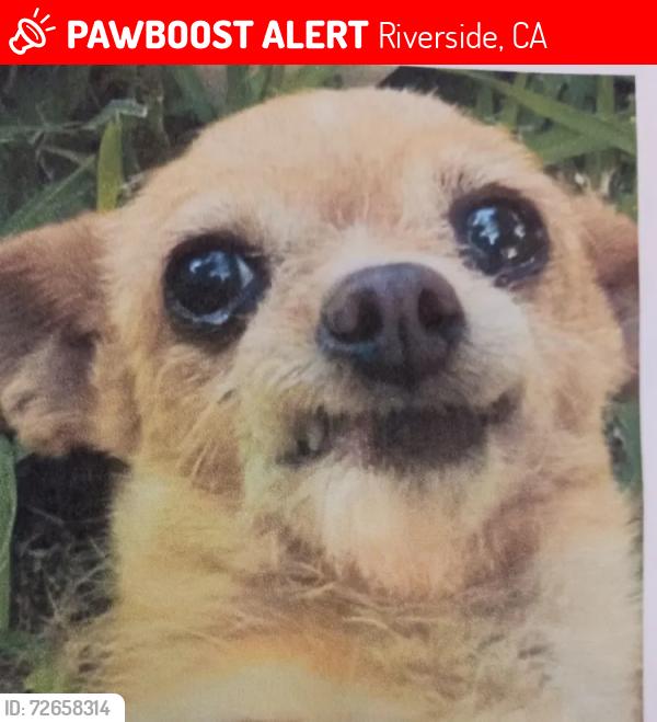 Lost Female Dog last seen Antonia place Riverside Ca, Riverside, CA 92509